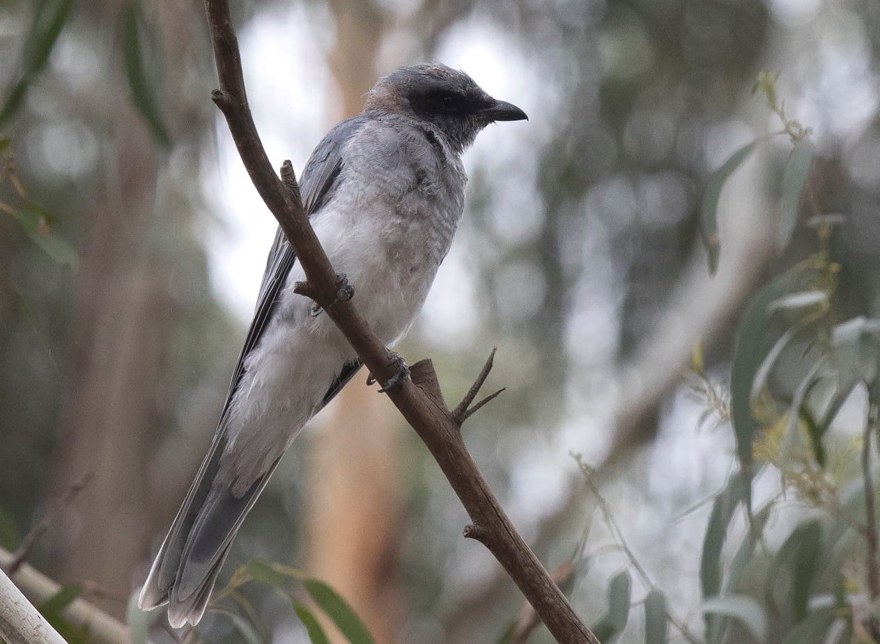 Black-faced Cuckoo-shrike juvenile Coracina novaehollandiae Sonja Ross