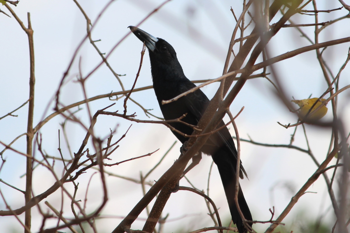 Black Butcherbird Cracticus quoyi East Point Darwin