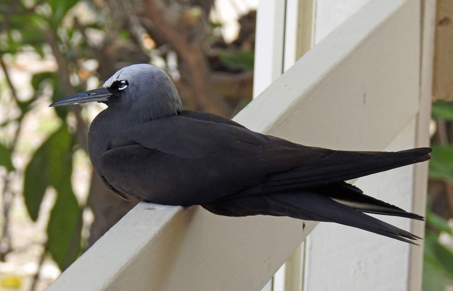 Black Noddy Anous minutus perched Lady Elliot Island QLD Sue Lee