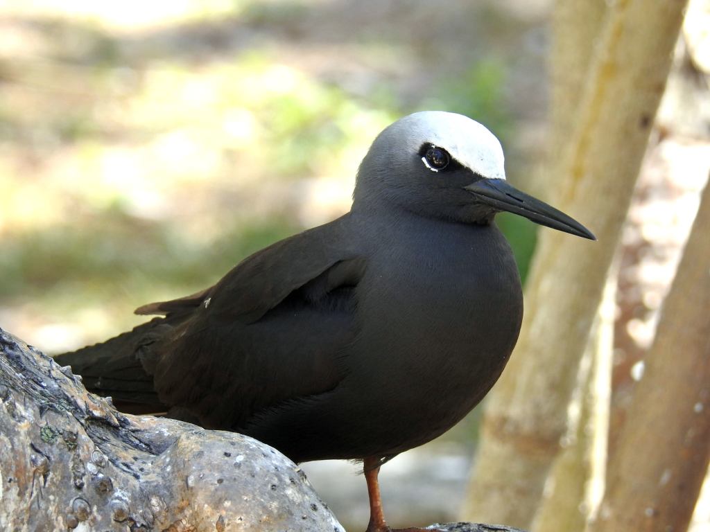 Black Noddy perched Lady Elliot Island QLD Sue Lee
