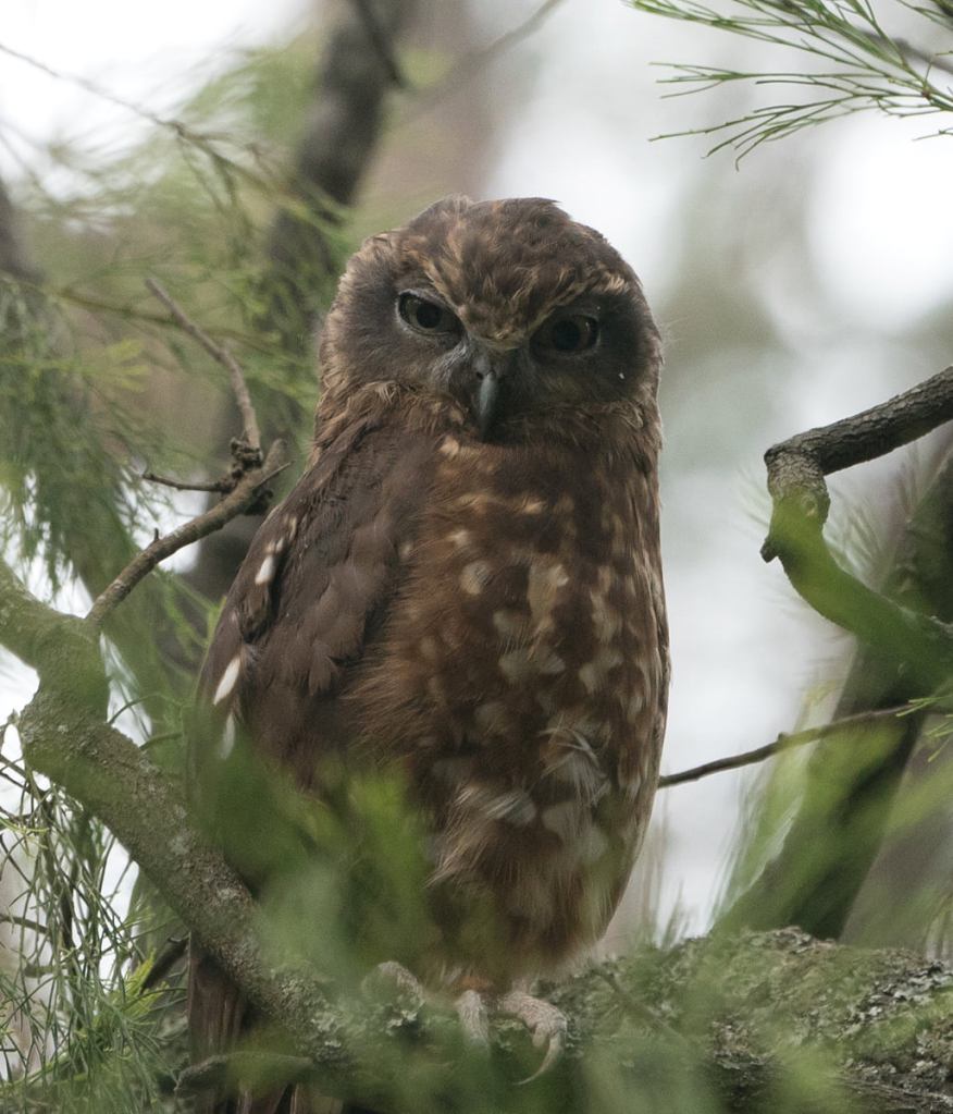Southern Boobook Ninox boobook VIC Sonja Ross 
