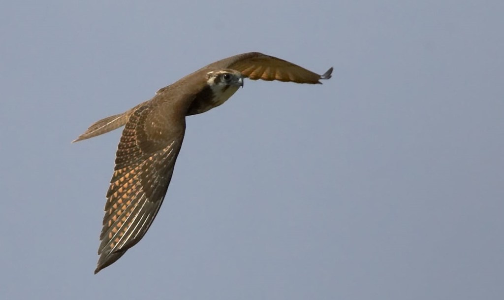 Brown Falcon Falco berigora in flight VIC Sonja Ross