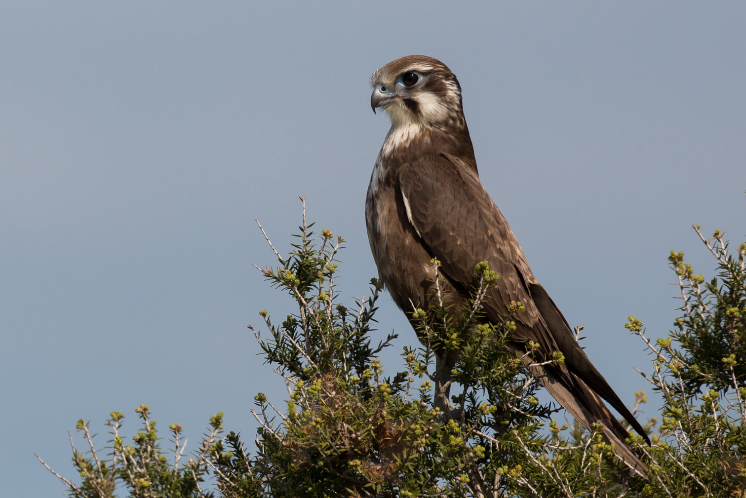 Brown Falcon Falco berigora perched VIC Sonja Ross