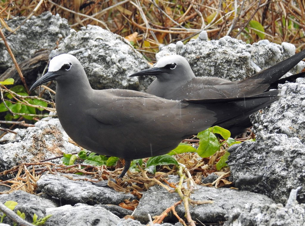 Common Noddy Lady Elliot Island QLD  Sue Lee