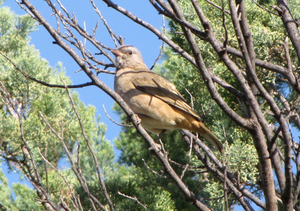 Crested Bellbird female Oreoica gutturalis Mungo NSW Janine Duffy