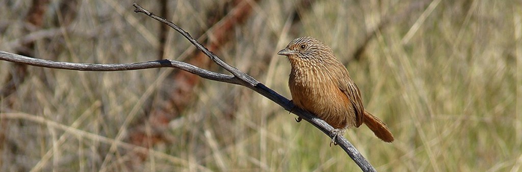 Dusky Grasswren, central Australia by Pamela Keil
