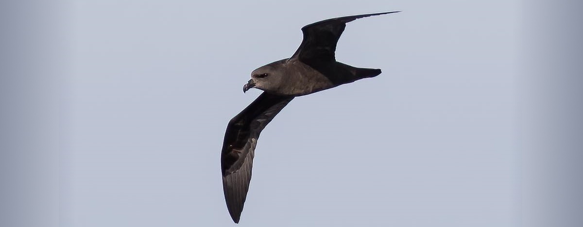 Great-winged Petrel