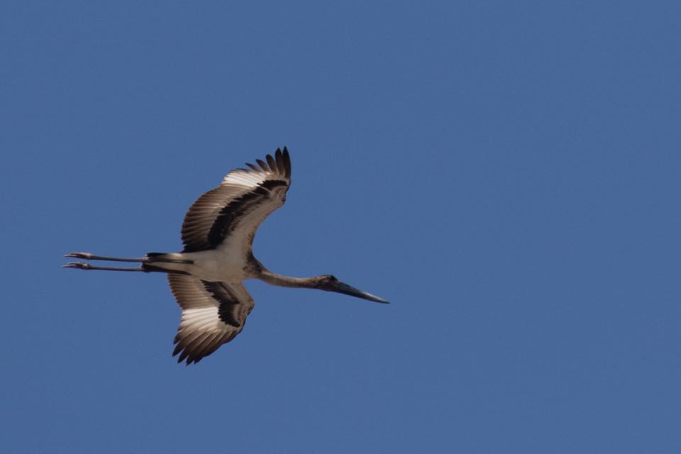 Black-necked Stork (Ephippiorhynchus asiaticus) juvenile flying Karen Dick