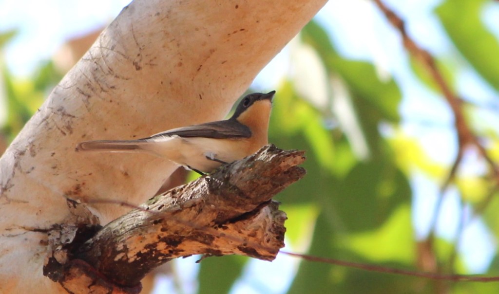 Leaden Flycatcher female NT Top End Janine Duffy