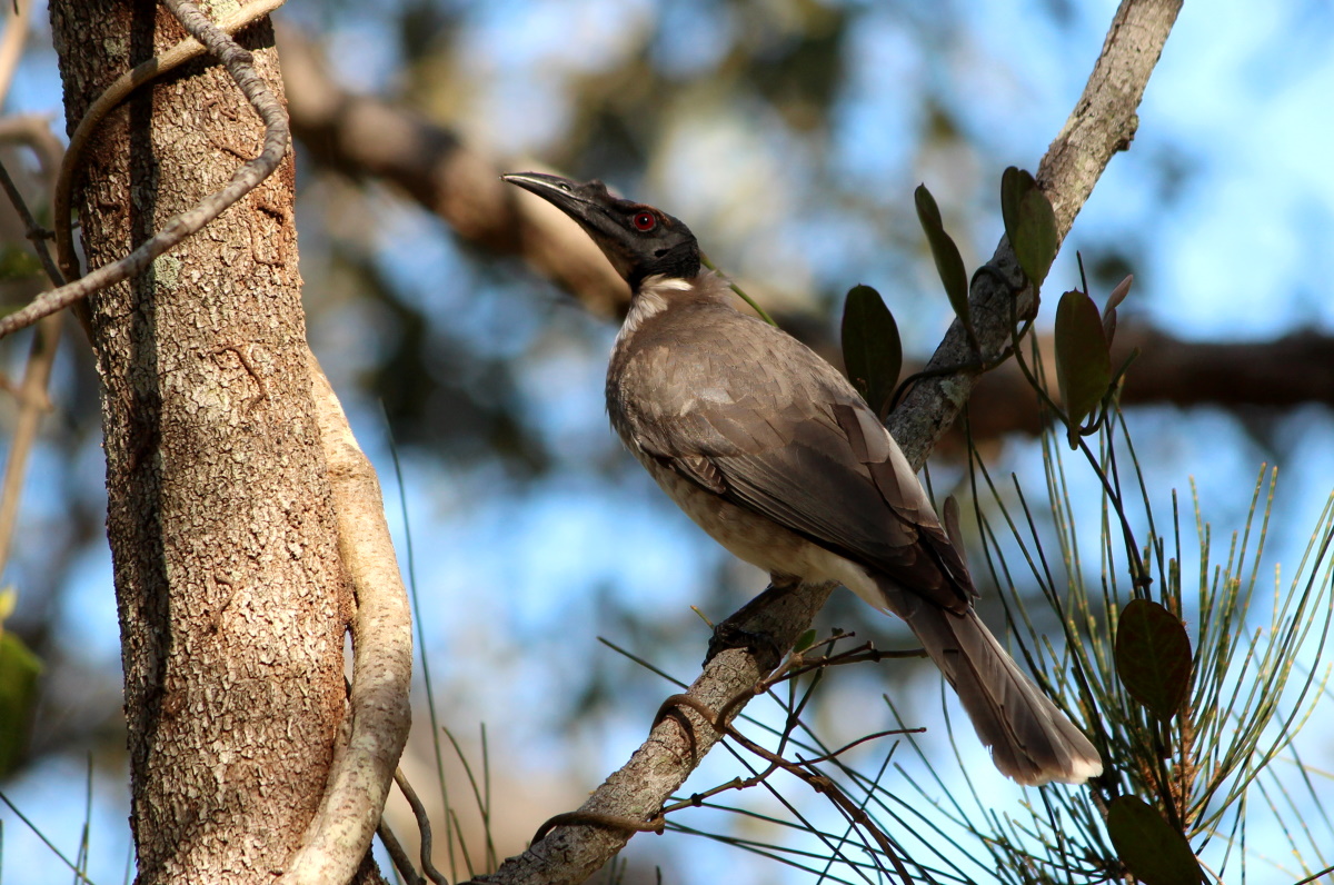 Noisy Friarbird Philemon corniculatus identification