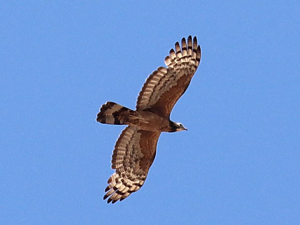 Oriental Honey-buzzard flying, Perth WA Jannette & Peter Manins