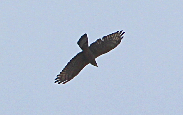 Oriental Honey-buzzard in flight Litchfield NP, NT Janine Duffy