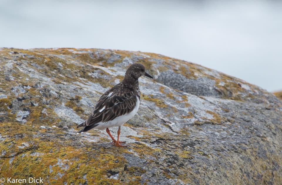 Ruddy Turnstone non-breeding Identification