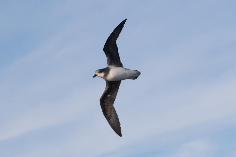 Soft-plumaged Petrel Pterodroma mollis flying TAS Karen Dick 