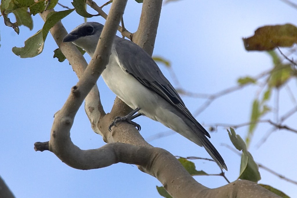 White-bellied Cuckoo-shrike adult Sonja Ross