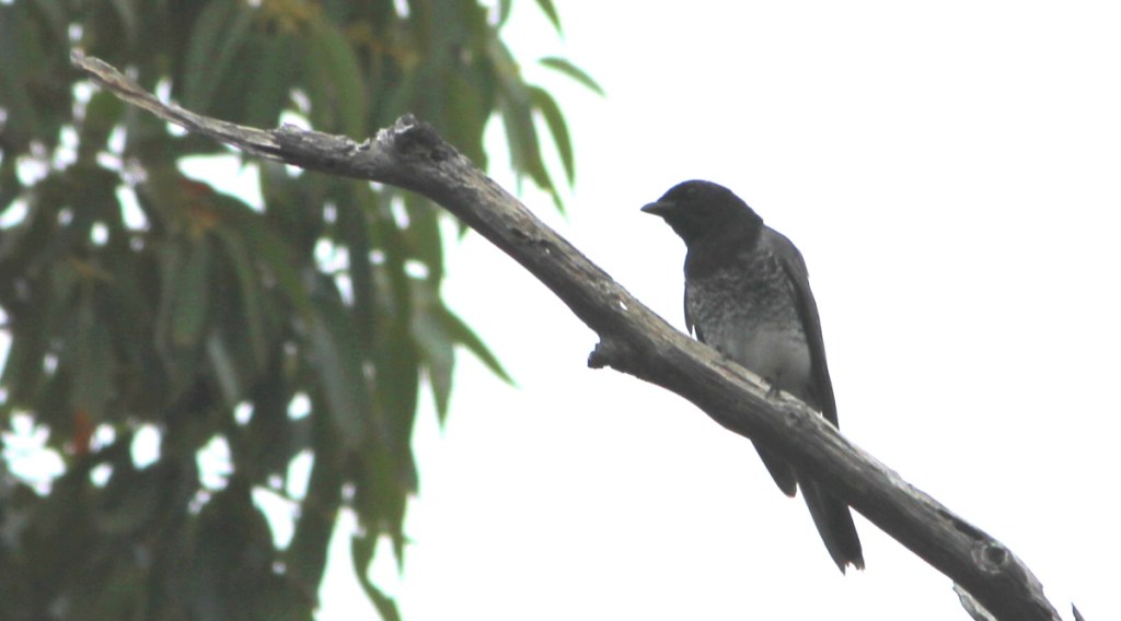 White-bellied Cuckoo-shrike ssp robusta dark morph adult, East Gippsland VIC Janine Duffy