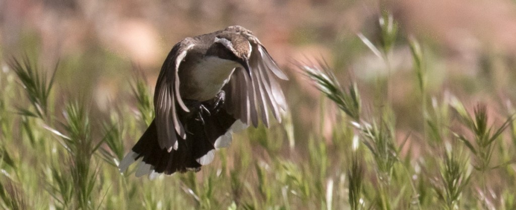 White-browed Babbler VIC by Admin Sonja Ross