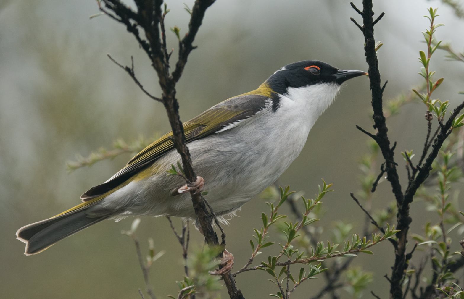 White-naped HOneyeater identification