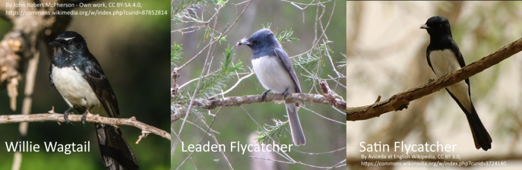 Willie Wagtail, Leaden Flycatcher (male), Satin Flycatcher (male) comparison pic
