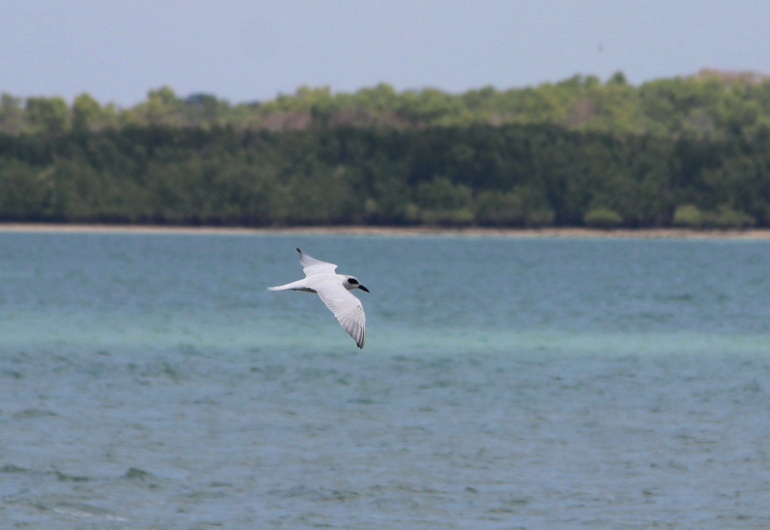 Australian Tern Gelochelidon macrotarsa Nightcliff, Darwin NT Janine Duffy