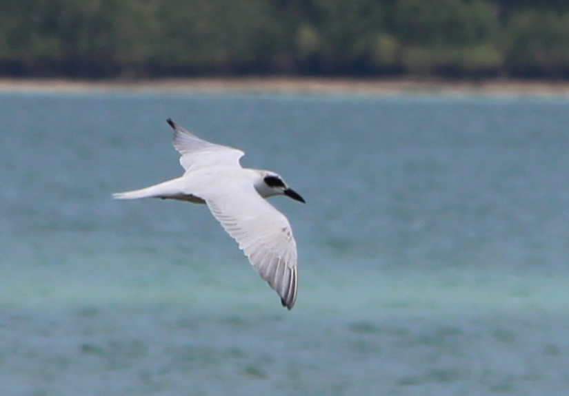 Australian Tern flying Darwin NT Janine Duffy 