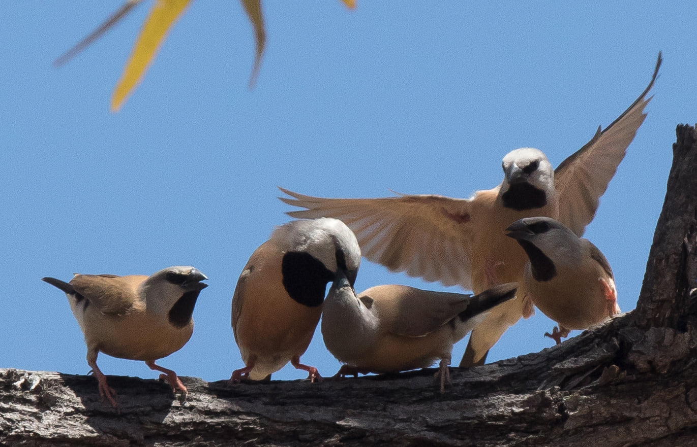 Black-throated Finch Cooktown QLD Sonja Ross