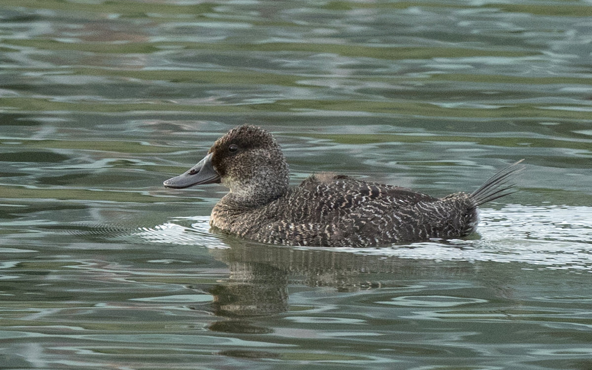 Female Blue-billed Duck by Sonja Ross
