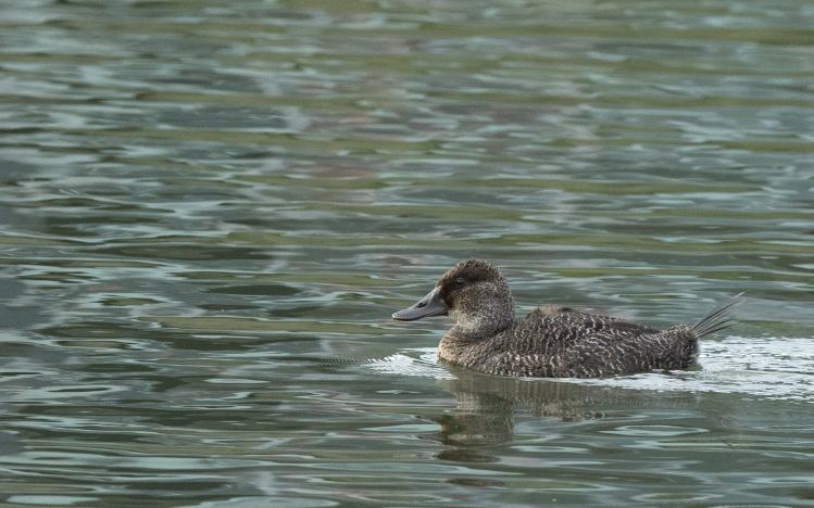 female Blue-billed Duck, by Sonja Ross