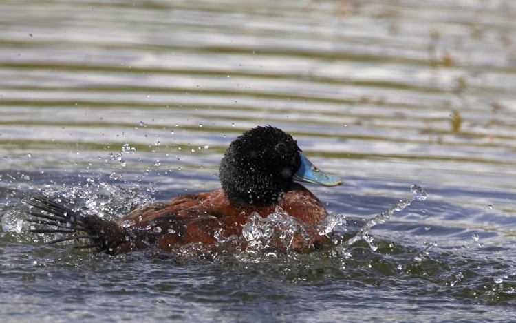 male Blue-billed Duck, Sonja Ross