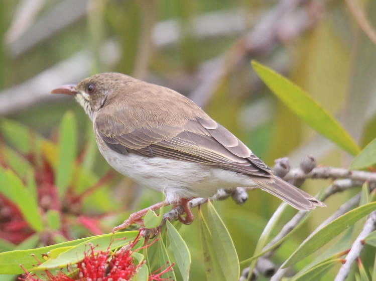 Brown-backed Honeyeater Ramsayornis modestus Tinaroo, Queensland
