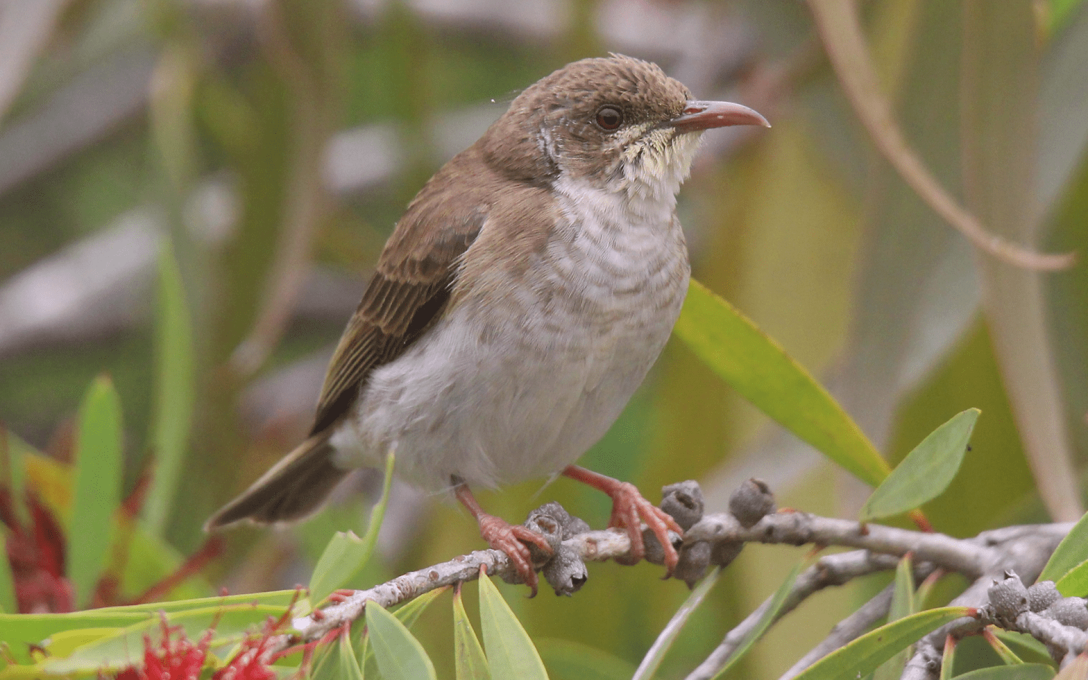 Brown-backed Honeyeater Ramsayornis modestus Identification Mary Clarke