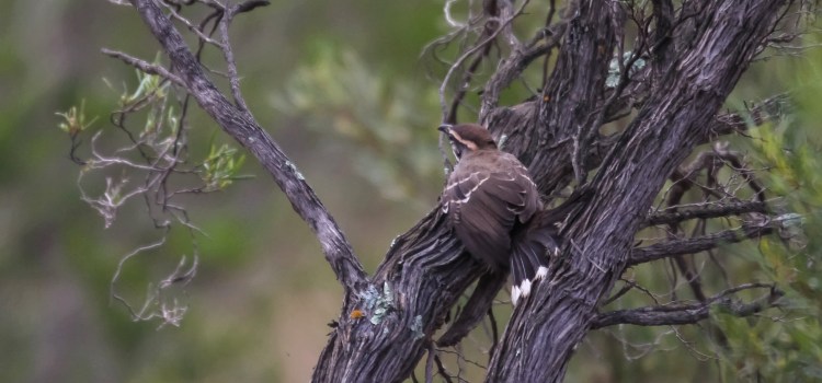 Chestnut-crowned Babbler from behind northern VIC Karen Weil 

