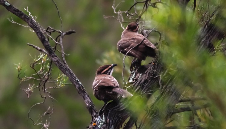 juvenile Chestnut-crowned Babblers  Pomatostomus ruficeps Hattah Kulkyne NP, VIC Karen Weil 

