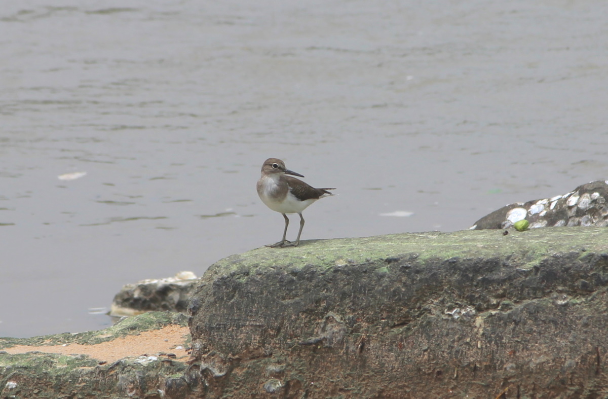 Common Sandpiper Actitis hypoleucos Buffalo Creek, Darwin NT Janine Duffy