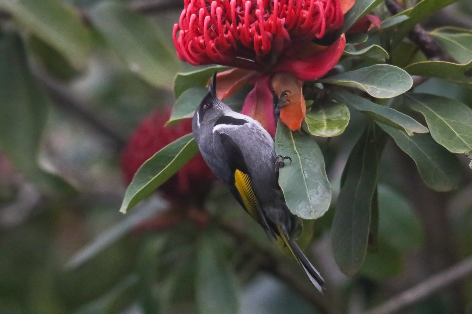 Crescent Honeyeater male on Waratah flower Gembrook VIC Karen Weil