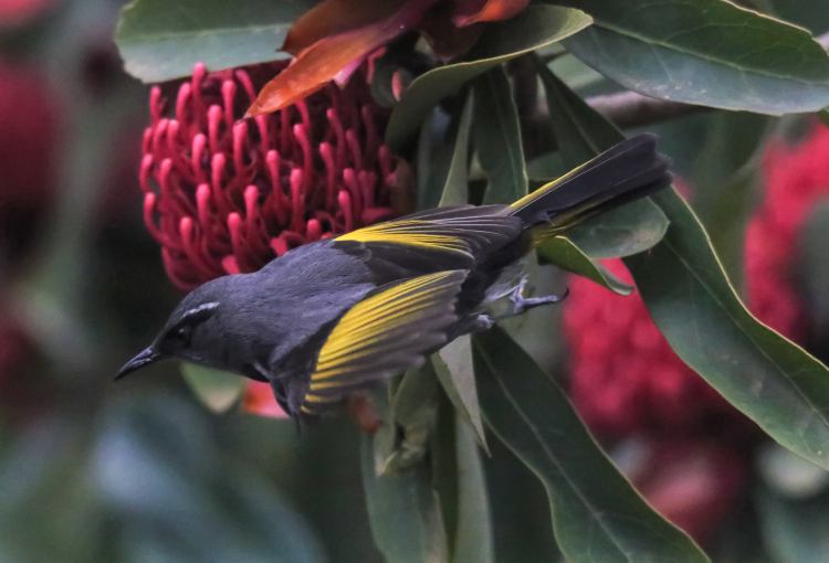 Crescent Honeyeater male red Waratah flower Melbourne VIC  Karen Weil