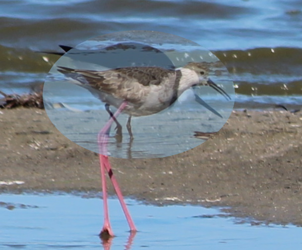 Curlew Sandpiper comparison Pied Stilt body size