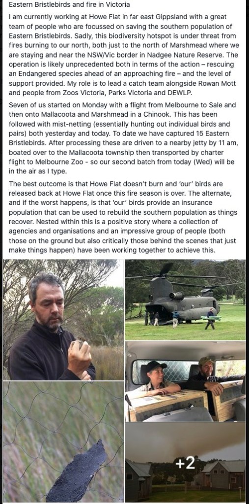 Pilotbird rescue mission on social media VIC 2020 Black Summer bushfires