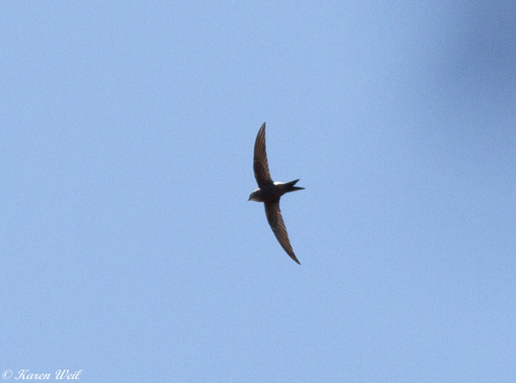 Fork-tailed Swift Karen Weil Strzelecki Track SA