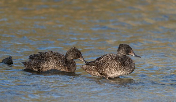 Freckled Ducks Sonja Ross