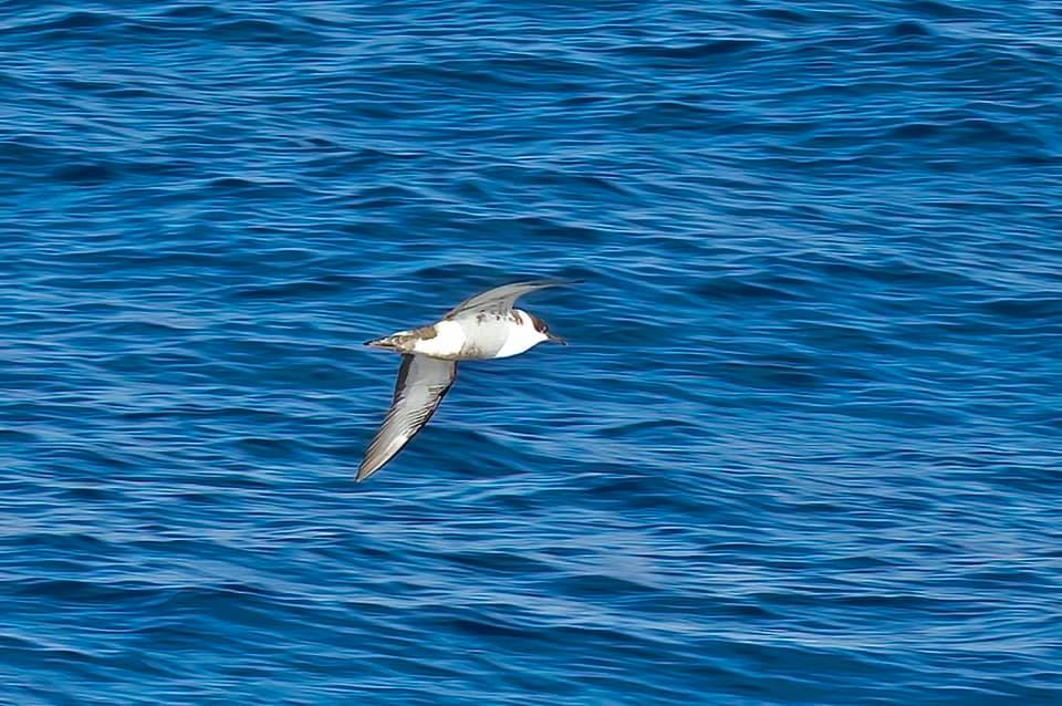Great Shearwater underside Tasmania Pelagic Karen Dick