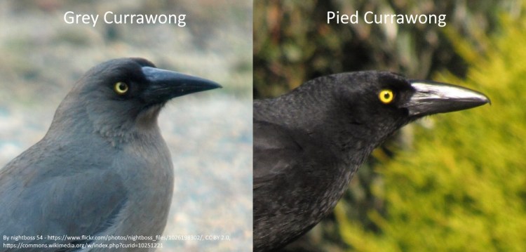 bill comparison diagram, Grey Currawong vs cf Pied Currawong 