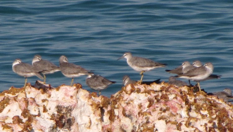 Grey-tailed Tattler East Point Darwin NT Janine Duffy