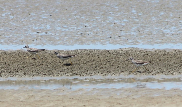 Grey-tailed Tattlers running on mudflat Nightcliff, Darwin NT 