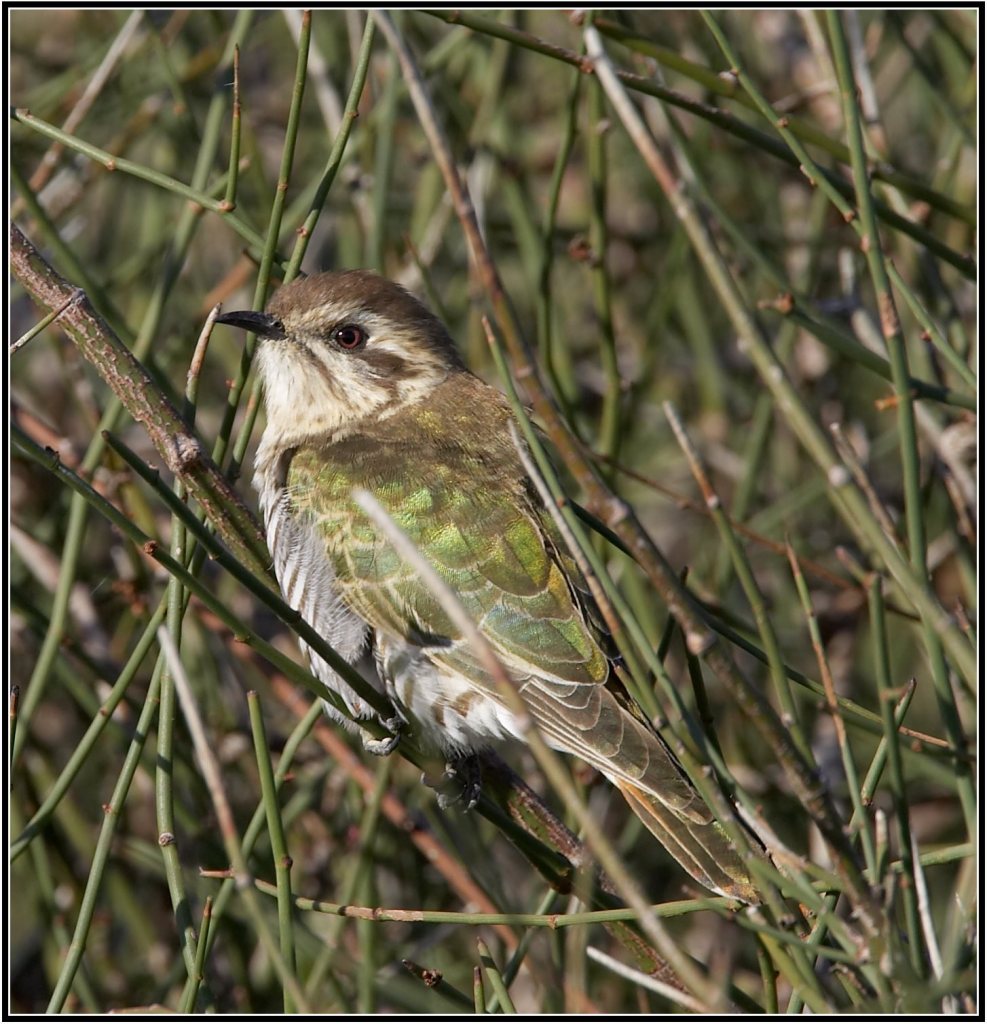 Horsfield's Bronze-Cuckoo Sonja Ross