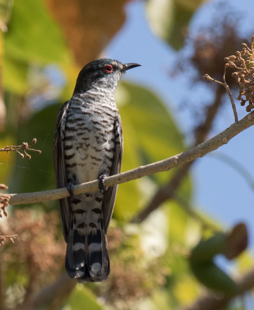 Little Bronze-Cuckoo Sonja Ross