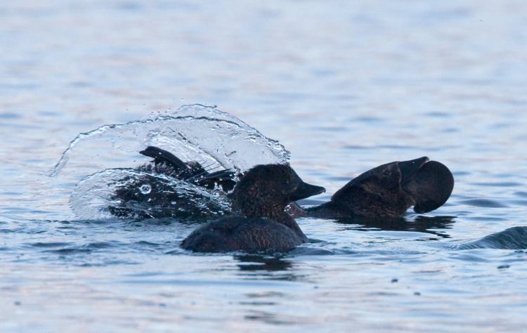 Female Musk Duck Sonja Ross