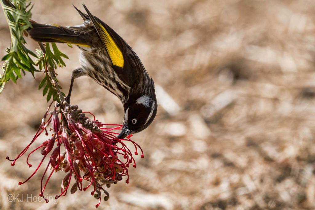 New Holland Honeyeater grevillea KJ Hocking