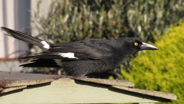 Pied Currawong ssp nebulosa, East Gippsland Janine Duffy