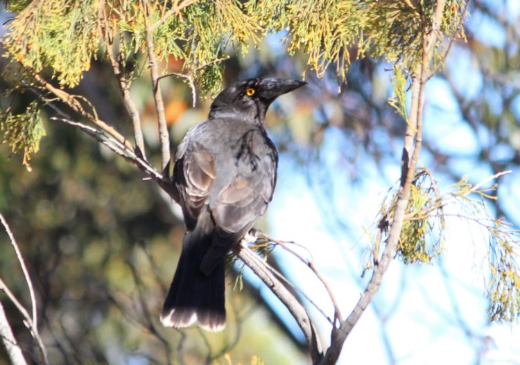 Pied Currawong You Yangs Janine Duffy
